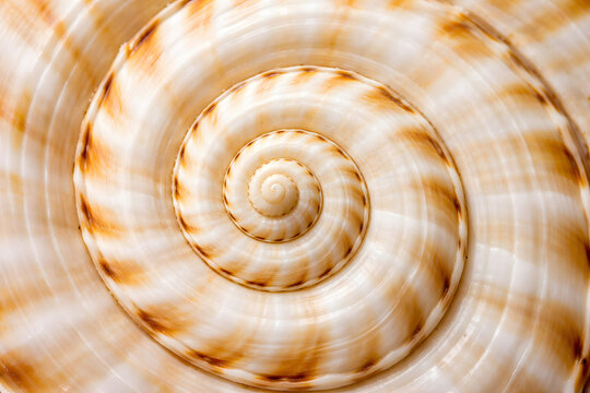 Macro photograph of a spiral-shaped sea shell with intricate natural ridges and warm beige-orange tones. Close-up of spiral sea shell texture with natural pattern