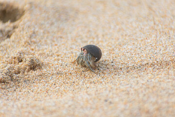 Primer plano macro de un cangrejo ermitaño caminando sobre la arena de la playa. © Rubén Abdón