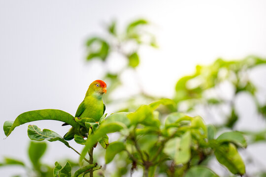 Sri Lanka hanging parrot