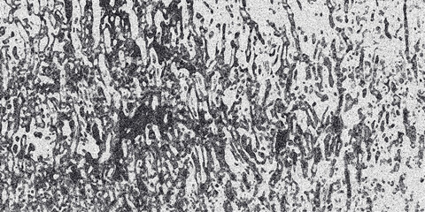 Abstract grayscale textured background resembling organic veins or roots with a dense speckled noise effect, suitable for naturalistic or abstract design concepts