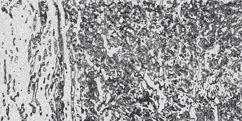 Abstract monochromatic textured background with organic cellular patterns and grainy detail creating a complex organic surface for design and digital art applications