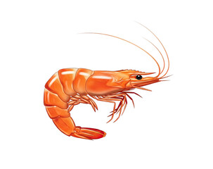 Whole cooked shrimp, a seafood delicacy, ready to be eaten