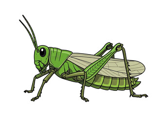 Fototapeta premium Green grasshopper insect, a common garden pest and symbol of nature