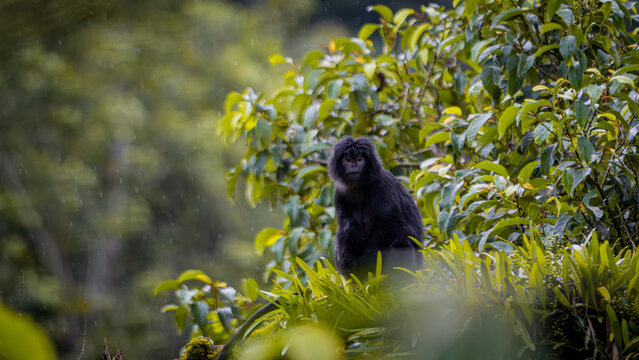 East Javan langur (Trachypithecus auratus), also known as the ebony lutung, Javan langur, Javan lutung on the tree.