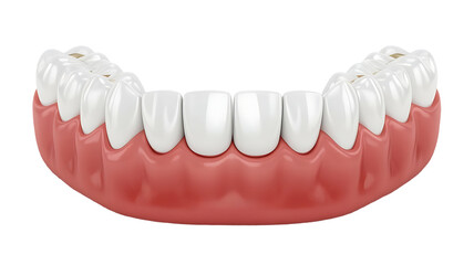 Obraz premium 3D human teeth gums dental anatomy realistic illustration isolated on transparent background png