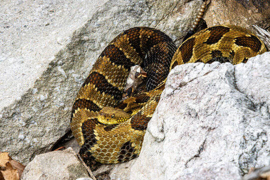 timber rattlesnake in the rocks close-up