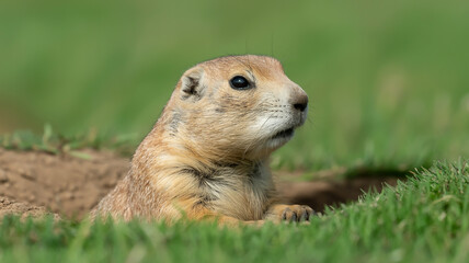 Fototapeta premium Curious prairie dog emerging from burrow in lush green field