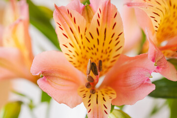 Obraz premium ピンクとオレンジ色のアルストロメリアの花を白背景で室内撮影13
