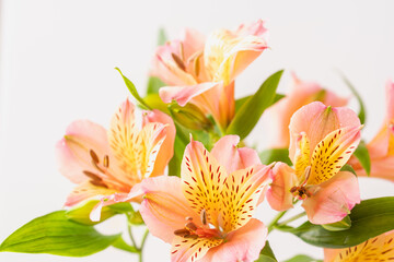 Fototapeta premium ピンクとオレンジ色のアルストロメリアの花を白背景で室内撮影19