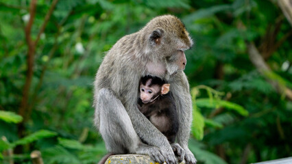 Fototapeta premium The mother of Macaca fascicularis (long-tailed macaque, cynomolgus macaque) is carrying and hugging her child.
