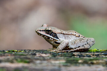 Obraz premium wood frog with eye mask on a log