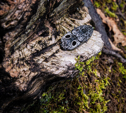 eastern click beetle