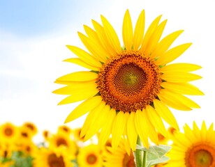 Obraz premium Bright sunflower against a blue sky