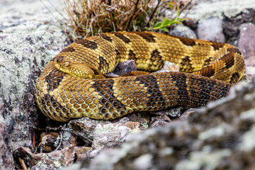 Fototapeta premium timber rattlesnake yellow phase with yellow head curled up on rocks