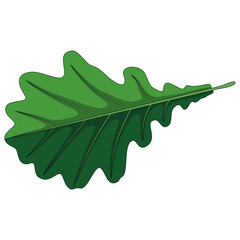 Flat Cartoon Oak Leaf Isolated Object on White Background Nature Illustration