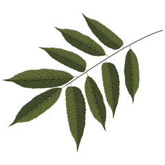 Illustration of Green Leafy Branch Botanical Illustration