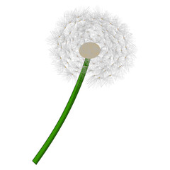 Illustration Simple Dandelion Flower Seed Head Botanical Element