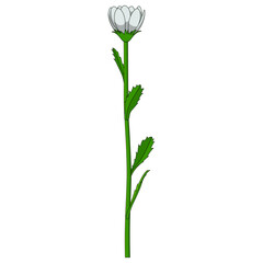 Cartoon Style White Flower Isolated Illustration on White Background