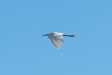Obraz premium Heron Flying Gracefully Over Sky