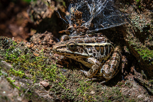 pickerel frog in the moss