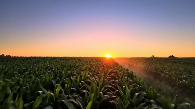 Sunset over green cornfield rows, wide rural farmland panorama for agriculture and food supply themes, calm golden hour mood, harvest season and Earth Day context