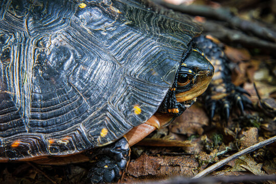 Eastern Spotted Turtle Clemmys guttata close-up