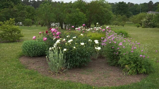 Peonies, Persian cornflowers, rose campion, and showy stonecrop bloom in a curved garden bed, surrounded by lush green lawn and trees - the park flowerbed in a landscape design. 