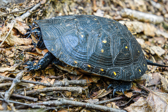 Eastern Spotted Turtle Clemmys guttata close-up