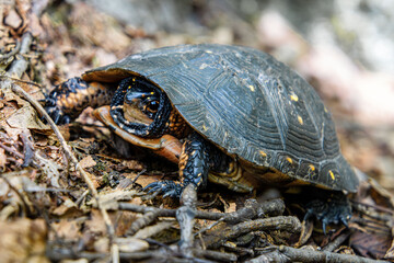 Obraz premium Eastern Spotted Turtle Clemmys guttata close-up