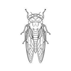 Cicada Insect Illustration