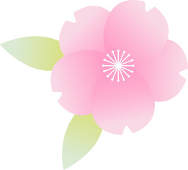 Fototapeta premium 벚꽃