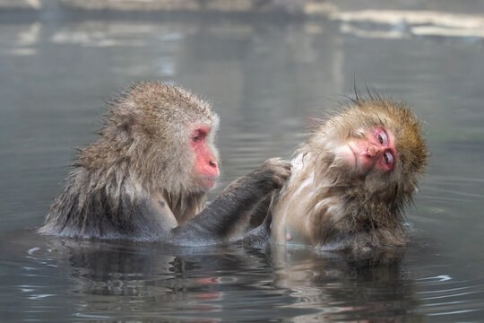 Japanese macaque snow monkey grooming