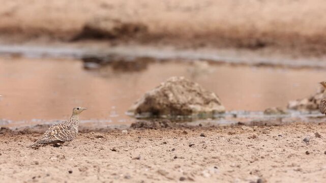Wide shot of a single female Namaqua sandgrouse sitting at the egde of an artificial waterhole, Kgalagadi Transfrontier Park