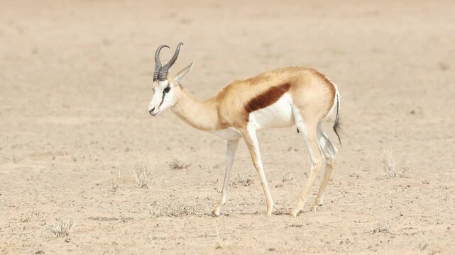 Medium shot of a single springbok feeding on little shrubs in the vast, dry landscape of the Kgalagadi Transfrontier Park.