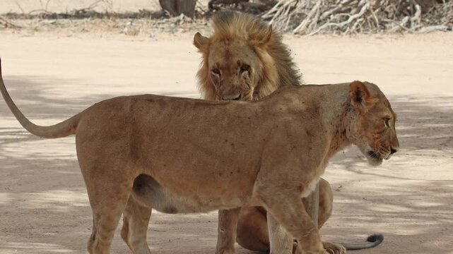 A lioness walks up to a male lion sleeping in the road to flirt with him, Kgalagadi Transfrontier Park.