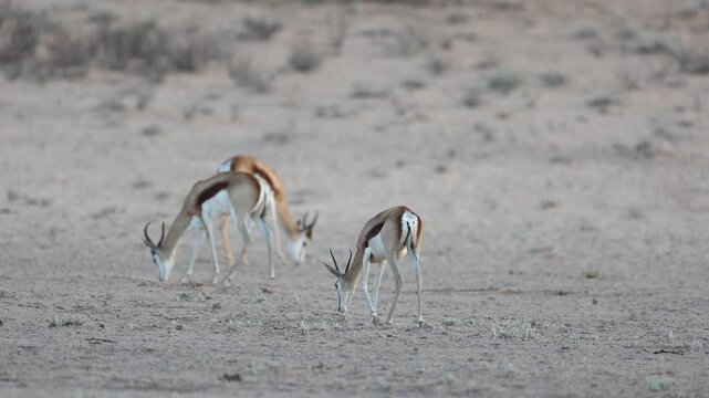 Wide shot of three springboks feeding in the dry landscape of the Kgalagadi Transfrontier Park.