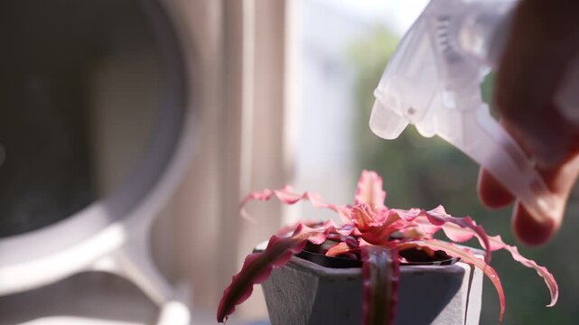 Hand spraying water mist on Bromeliad plant in minimalist white living room, sunny window with sparkling nature bokeh and breeze, home gardening and interior lifestyle cinematic 4k.