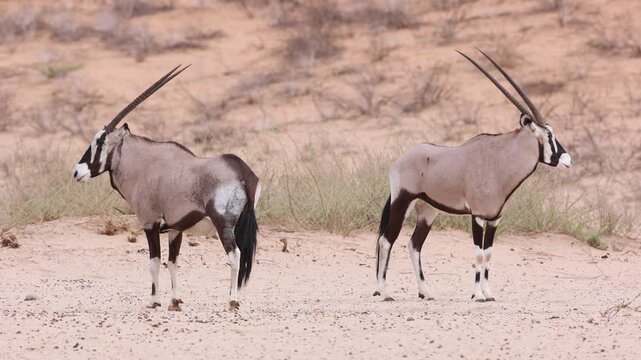 Wide shot of a herd of oryx antelope standing back to back in the dry landscape of the Kgalagadi Transfrontier Park.