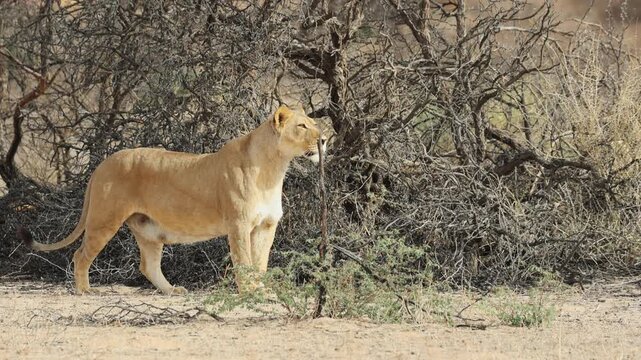 Wide shot of a lone lioness standing still in front of dry branches while stalking prey, Kgalagadi Transfrontier Park.