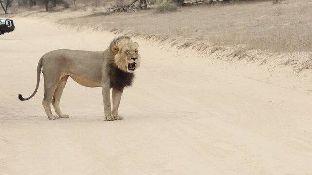 A male lion standing in the sand road performing a flehmen response as the lioness is walking away, Kgalagadi Transfrontier Park.