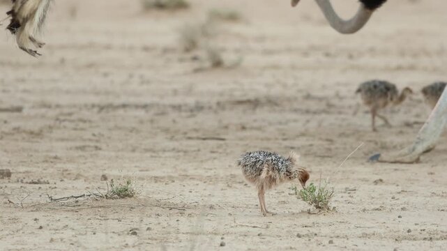 Medium closeup of an ostrich chick standing and feeding on a little shrub while its parents' legs walking in the background, Kgalagadi Transfrontier Park.