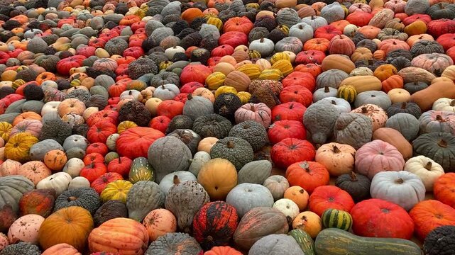 Pumpkin Exhibition Ludwigsburg 2025, colourful Pumpkins lying beside each other - abstract pattern