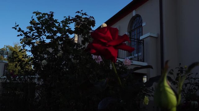 A beautiful red rose sways gracefully in the breeze, its petals glowing with life. Around it, a touch of greenery frames the scene, while a faint structure stands softly blurred in the background.