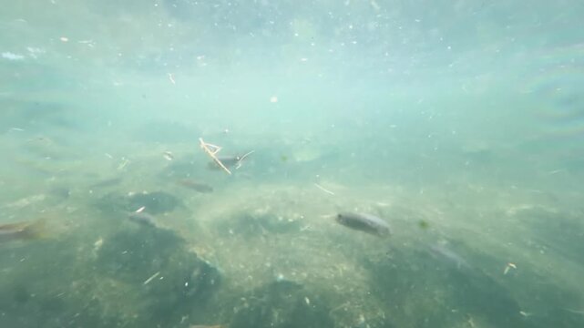 Freshwater Cichlid Fish Swimming Over a Murky Riverbed in Sunlight