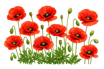 Obraz premium Red poppy flowers in bloom with buds and green leaves on a transparent background, summer floral field