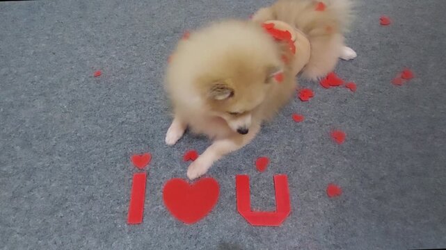 Cute pomeranian dog lying down with red "i love u" text isolated on grey background, then red heart-shaped confetti showered over the dog, the dog wagging its tail and smiling. Valentine's Day concept