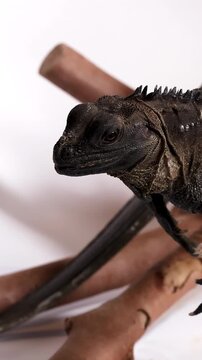 Close Up Profile of a Black Hydrosaurus Lizard on Wood Branches