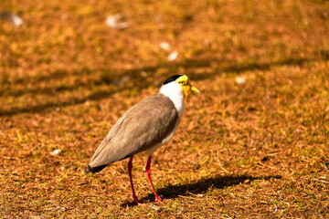 yellow billed hornbill © Lens_reflection2