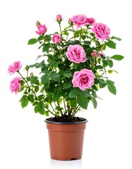 Fototapeta premium Pink roses in terracotta pot