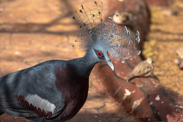 red billed hornbill © Lens_reflection2